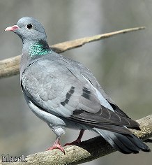клинтух